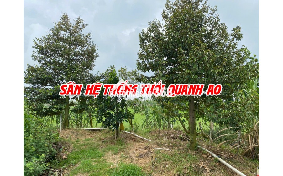 Bán đất ruộng lên ao sẵn tại Cao Lãnh